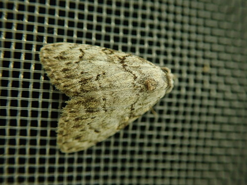 Small Black Arches
