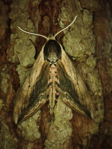 Privet Hawkmoth