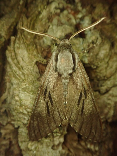 Pine Hawkmoth