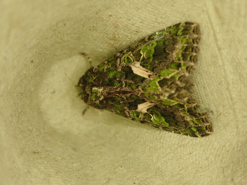 Orache Moth