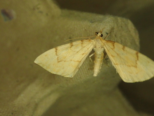 Barred Straw