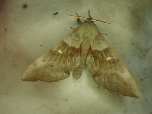Poplar Hawkmoth