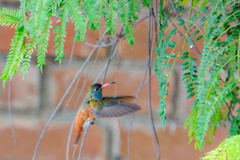 Amazilis amazilia amazilia