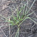 Elymus rectisetus - Photo (c) Colin Meurk, some rights reserved (CC BY-SA), uploaded by Colin Meurk