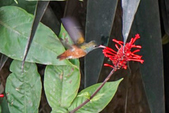 Amazilis amazilia amazilia