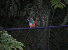 Amazilis amazilia amazilia