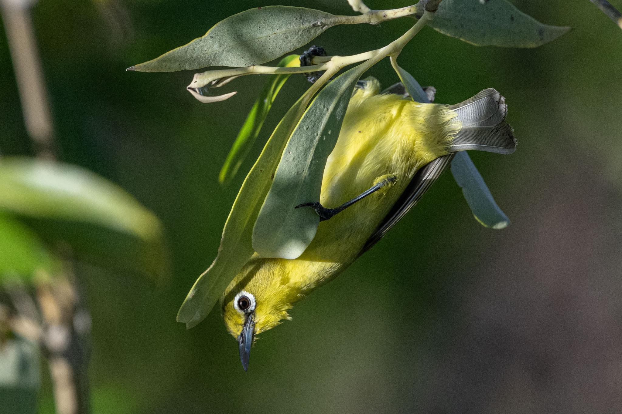 Canary White-eye (Zosterops luteus), photo 2