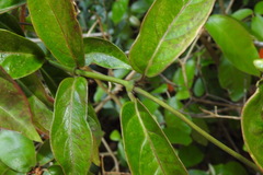 Parsonsia alboflavescens