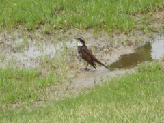 Turdus eunomus