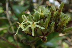 Parsonsia alboflavescens