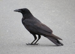 Corvus corone orientalis