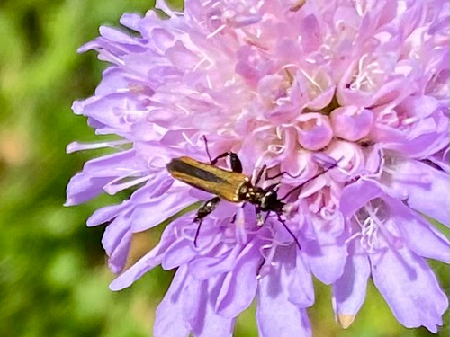Oedemera femorata