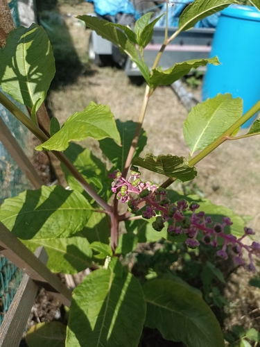 American pokeweed