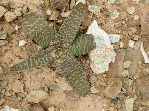 Image of Desert African Hyacinth (Ledebouria apertiflora) by no rights reserved