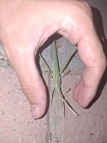 Truxalis nasuta