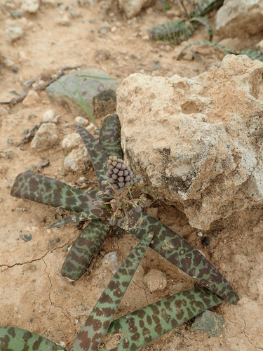 Image of Ledebouria apertiflora by no rights reserved