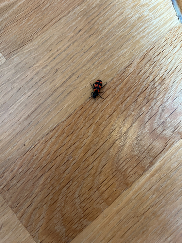 Zottiger Bienenkäfer