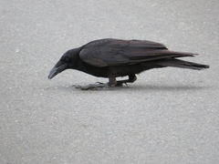 Corvus corone orientalis