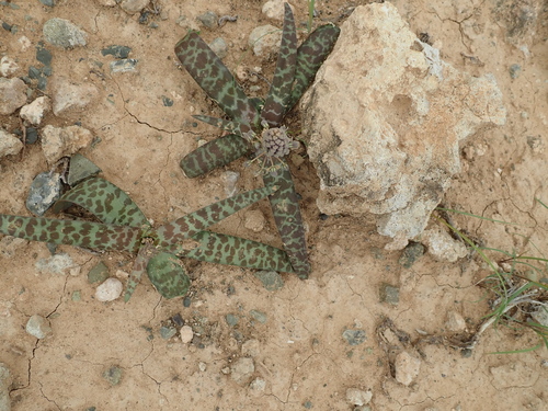 Image of Desert African Hyacinth (Ledebouria apertiflora) by no rights reserved