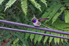 Thaumastura cora