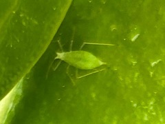 Macrosiphum euphorbiae