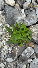 Valeriana tripteris, photograph author not stated, no rights reserved