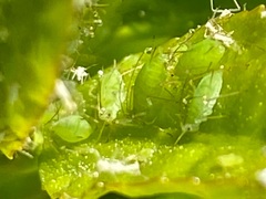 Macrosiphum euphorbiae