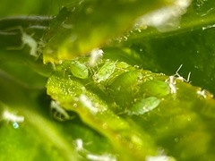 Macrosiphum euphorbiae