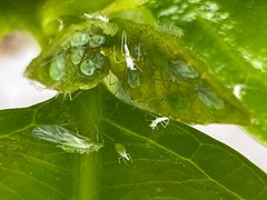 Macrosiphum euphorbiae