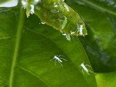Macrosiphum euphorbiae