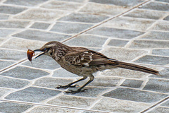 Mimus longicaudatus longicaudatus