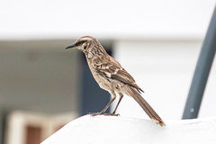 Mimus longicaudatus longicaudatus