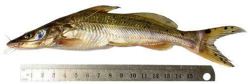 Kampoyo (Bagrus meridionalis) — Bagridae — 2