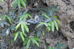 Diospyros blancoi
