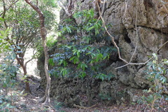 Diospyros blancoi