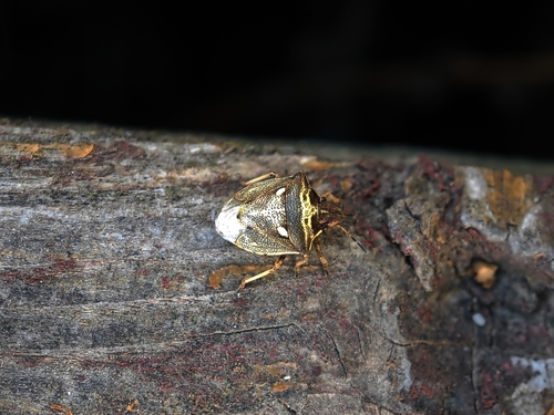 New Forest shieldbug