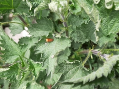 Urtica dioica dioica