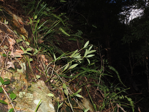 Foto de Dendrobium kingianum