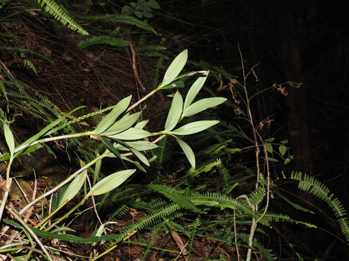 Foto de Dendrobium kingianum