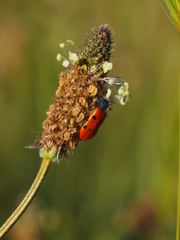 Trichodes octopunctatus