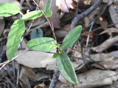 Hibbertia dentata