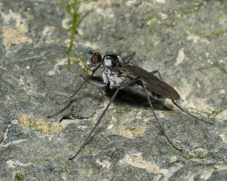 Aphrosylini