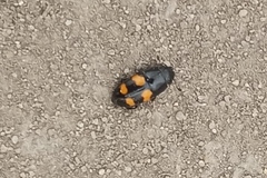 Glischrochilus grandis