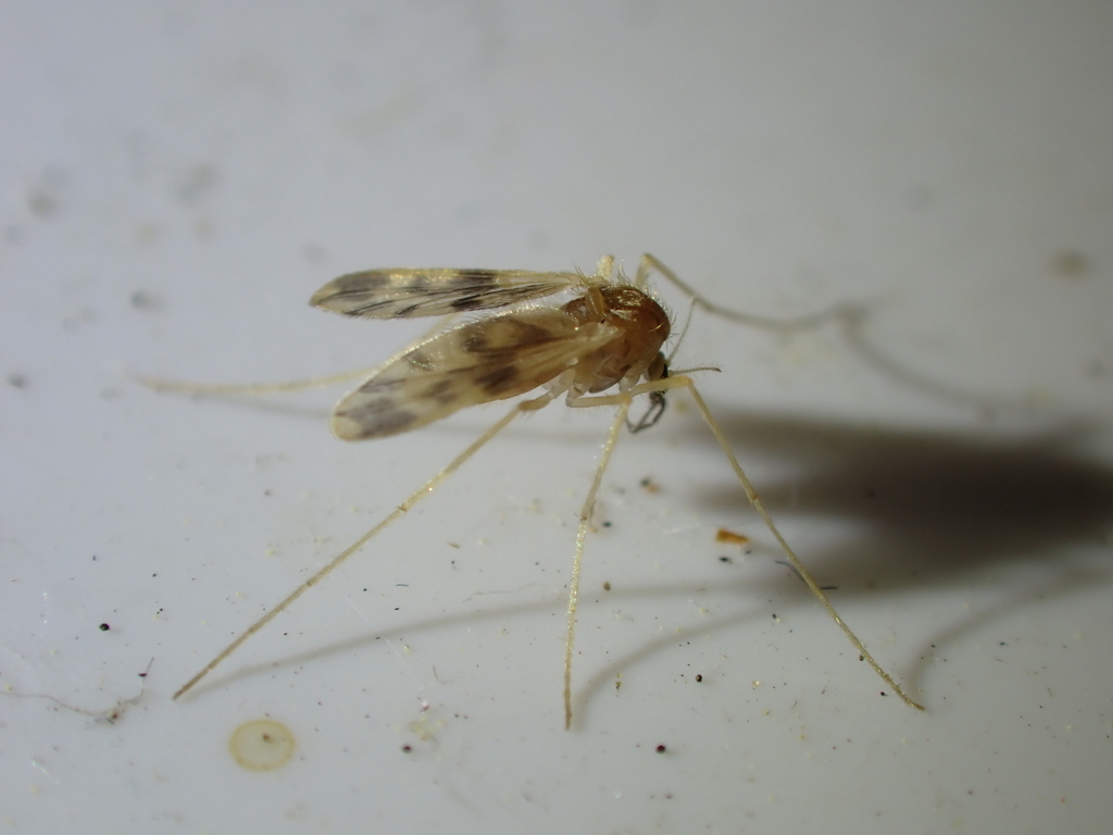 Zavrelimyia hirtimana
