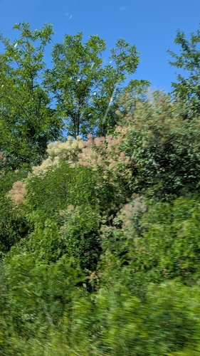 Smokebush