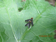 Platyparea discoidea