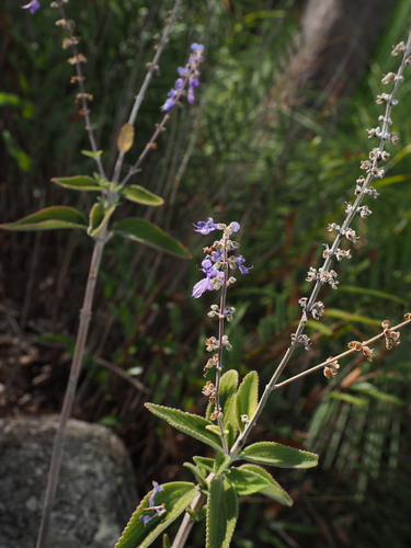 Coleus alloplectus observed 2026-06-13