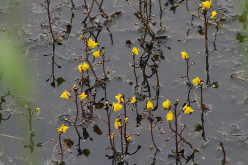Utricularia vulgaris