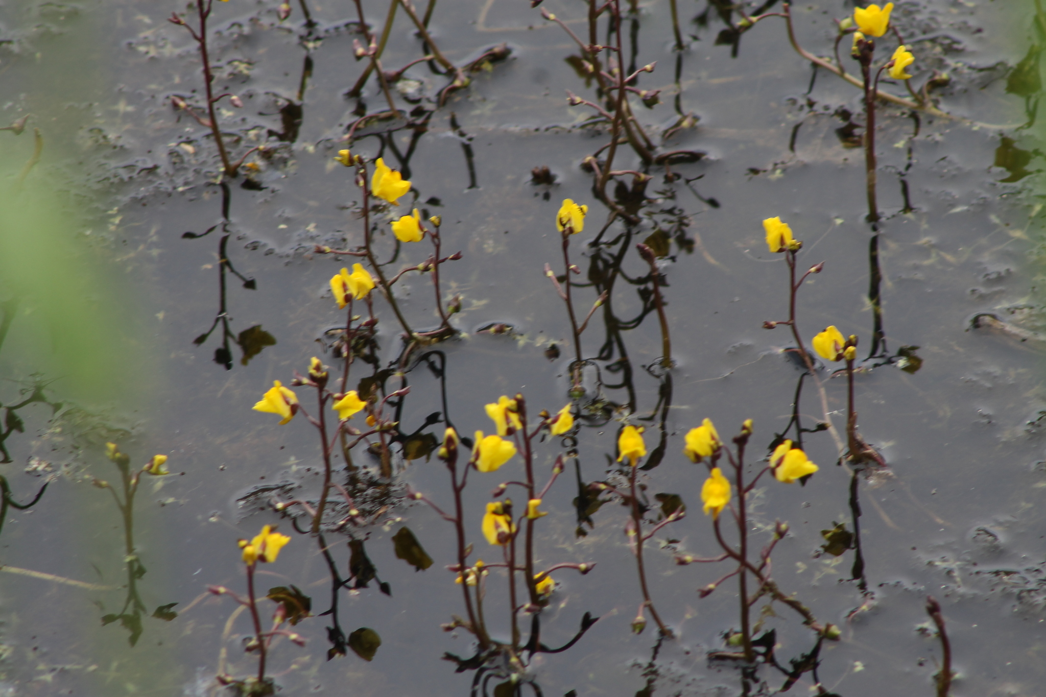 Utricularia vulgaris