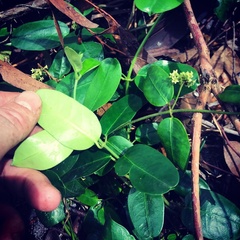 Leichhardtia flavescens